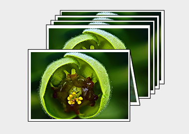 Package of 5 greeting cards - (Euphorbia) – 4.5″x6.25″