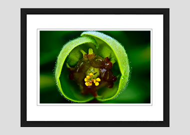 framed print - (Euphorbia HBV) - 8"x10"