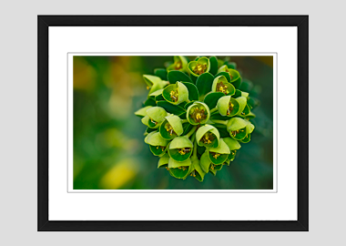 framed print - (Euphorbia HV) - 8"x10"