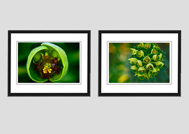 Both framed prints - (Euphorbia) - 8"x10" each