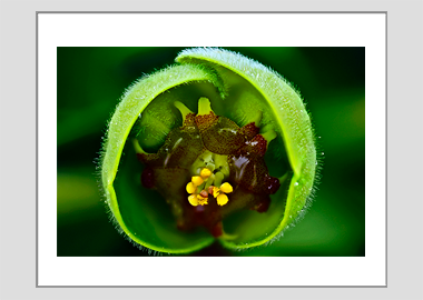 matted print - (Euphorbia HBV) - 11"x14"