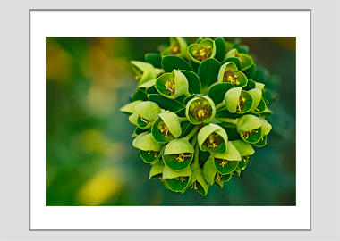 matted print - (Euphorbia HV) - 11"x14"