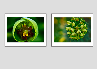 Both matted prints - (Euphorbia) - 11"x14" each