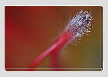 canvas print - (Exotic Pincushion HBV) - 8"x12"