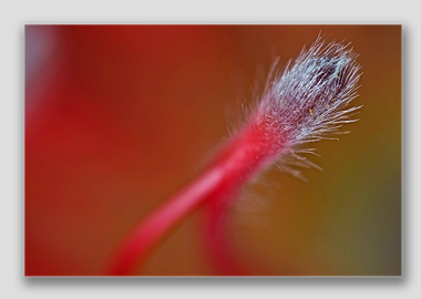 canvas print - (Exotic Pincushion HBV) - 8"x12"