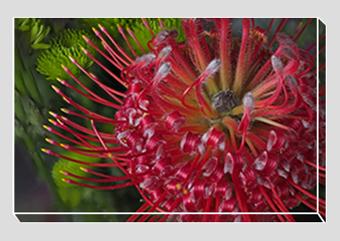 canvas print - (Exotic Pincushion HV) - 8"x12"