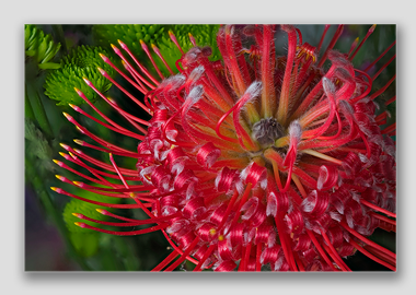 canvas print - (Exotic Pincushion HV) - 12"x18"