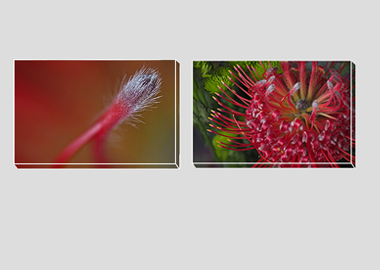 Both canvas prints - (Exotic Pincushion) - 8"x12" each