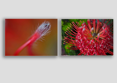 Both canvas prints - (Exotic Pincushion Bean) - 12"x18" each