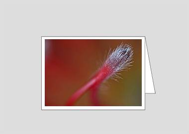 Fine art greeting card - (Exotic Pincushion HBV) – 4.5″x6.25″