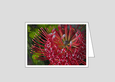 Fine art greeting card - (Exotic Pincushion HV) – 4.5″x6.25″