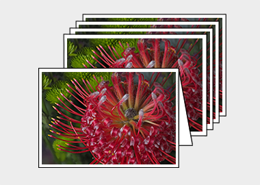 Package of 5 greeting cards - (Exotic Pincushion HV) – 4.5″x6.25″