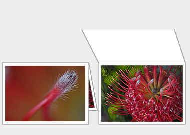 Fine art greeting card - (Exotic Pincushion) – 4.5″x6.25″