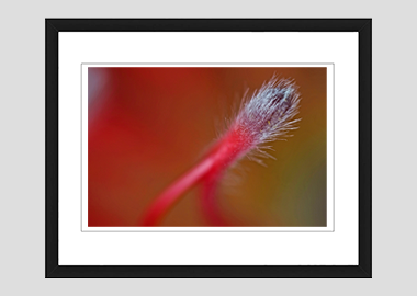 framed print - (Exotic Pincushion HBV) - 8"x10"