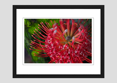 framed print - (Exotic Pincushion HV) - 8"x10"