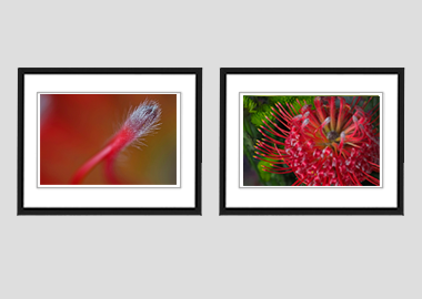 Both framed prints - (Exotic Pincushion) - 8"x10" each
