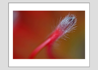 matted print - (Exotic Pincushion HBV) - 11"x14"