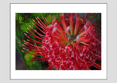 matted print - (Exotic Pincushion HV) - 11"x14"