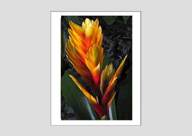 matted print - (Flaming Sword HV) - 11"x14"