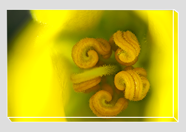 canvas print - (Flannel Bush HBV) - 8"x12"