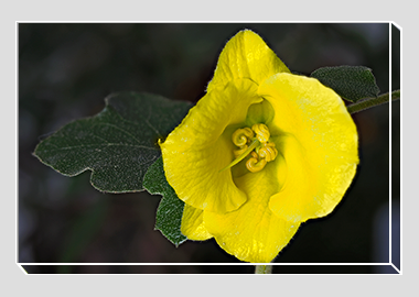 canvas print - (Flannel Bush HV) - 8"x12"