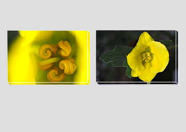 Both canvas prints - (Flannel Bush) - 8"x12" each