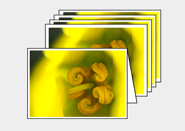 Package of 5 greeting cards - (Flannel Bush HBV) – 4.5″x6.25″