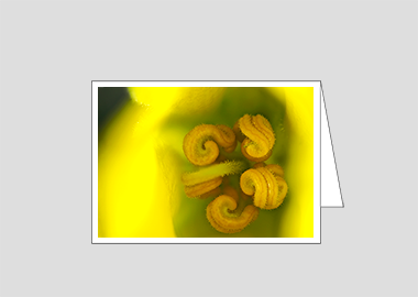 Fine art greeting card - (Flannel Bush HBV) – 4.5″x6.25″