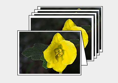 Package of 5 greeting cards - (Flannel Bush HV) – 4.5″x6.25″