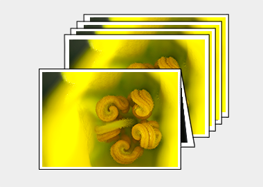 Package of 5 greeting cards - (Flannel Bush) – 4.5″x6.25″