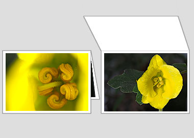 Fine art greeting card - (Flannel Bush) – 4.5″x6.25″