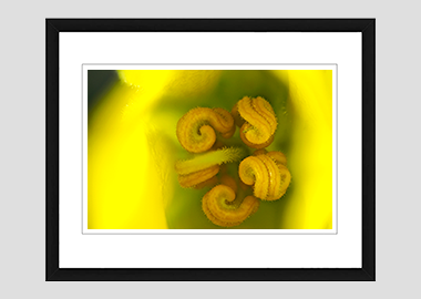 framed print - (Flannel Bush HBV) - 8"x10"