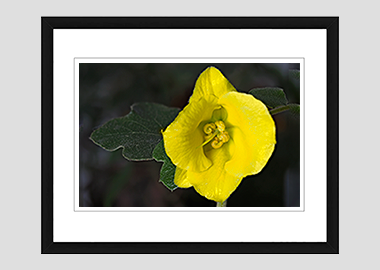 framed print - (Flannel Bush HV) - 8"x10"