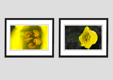 Both framed prints - (Flannel Bush) - 8"x10" each