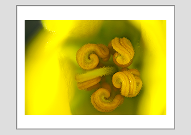 matted print - (Flannel Bush HBV) - 11"x14"