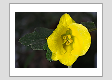 matted print - (Flannel Bush HV) - 11"x14"