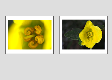 Both matted prints - (Flannel Bush) - 11"x14" each