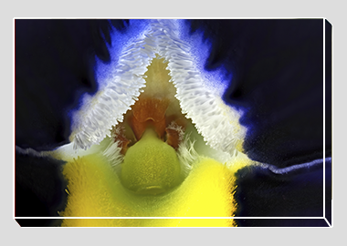 canvas print - (Frizzle Sizzle Blue HBV) - 8"x12"