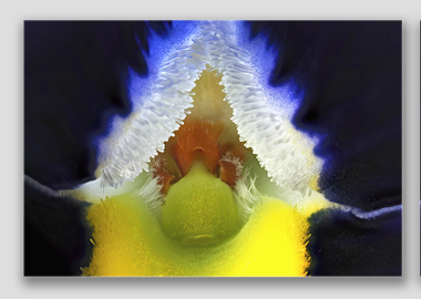 canvas print - (Frizzle Sizzle Blue HBV) - 12"x18"