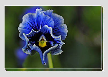 canvas print - (Frizzle Sizzle Blue HV) - 8"x12"