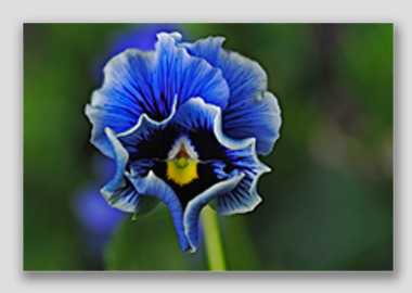 canvas print - (Frizzle Sizzle Blue HV) - 8"x12"