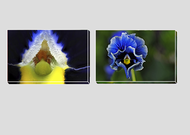 Both canvas prints - (Frizzle Sizzle Blue) - 8"x12" each