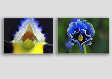 Both canvas prints - (Frizzle Sizzle Blue) - 8"x12" each