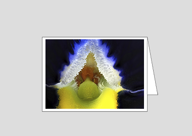 Fine art greeting card - (Frizzle Sizzle Blue HBV) – 4.5″x6.25″