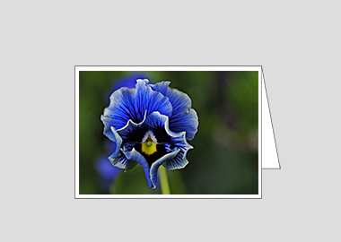 Fine art greeting card - (Frizzle Sizzle Blue HV) – 4.5″x6.25″