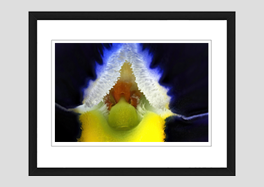 framed print - (Frizzle Sizzle Blue HBV) - 8"x10"