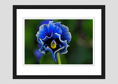 framed print - (Frizzle Sizzle Blue HV) - 8"x10"
