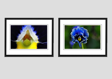 Both framed prints - (Frizzle Sizzle Blue) - 8"x10" each