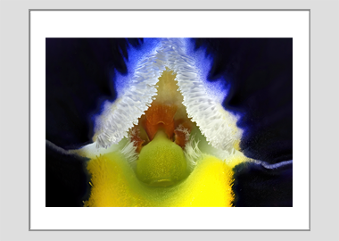 matted print - (Frizzle Sizzle Blue HBV) - 11"x14"
