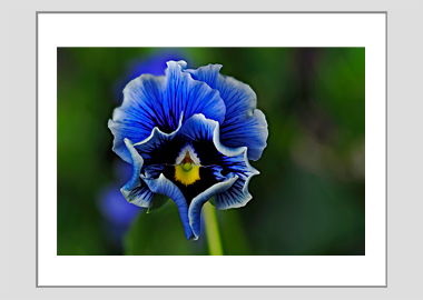 matted print - (Frizzle Sizzle Blue HV) - 11"x14"